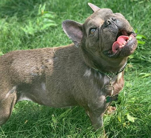 ugly french bulldog